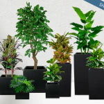 Outdoor Plants