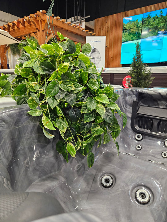 Pothos Hanging Basket - UV Protected