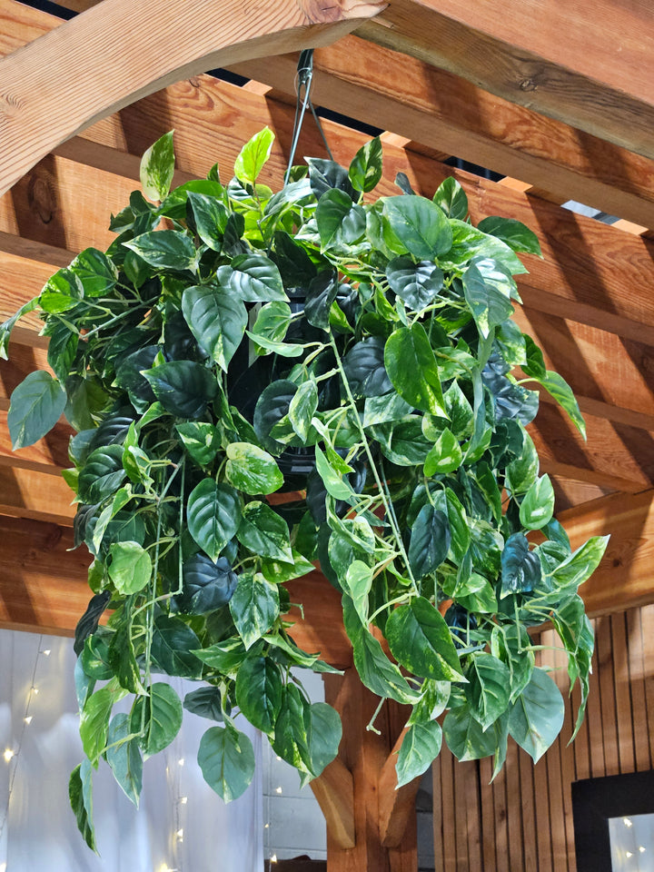 Pothos Hanging Basket - UV Protected