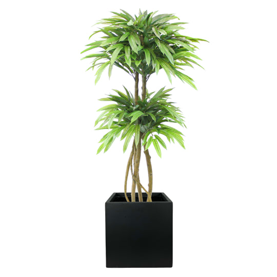 Potted 5ft Mango Tree in Black Fiberclay Planter - UV Protected