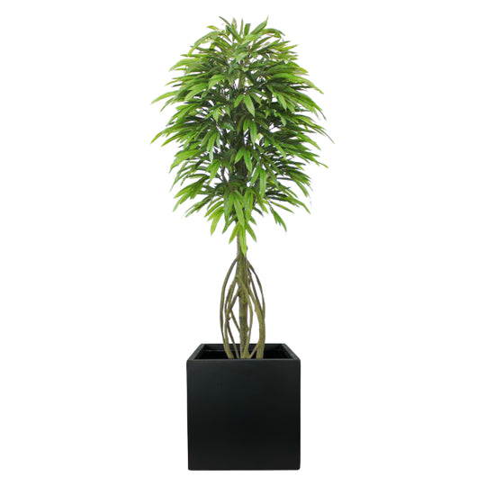 Potted 7ft Mango Tree in black Fiberclay Planter - UV Protected