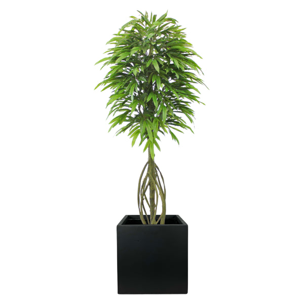 Potted 7ft Mango Tree in black Fiberclay Planter - UV Protected