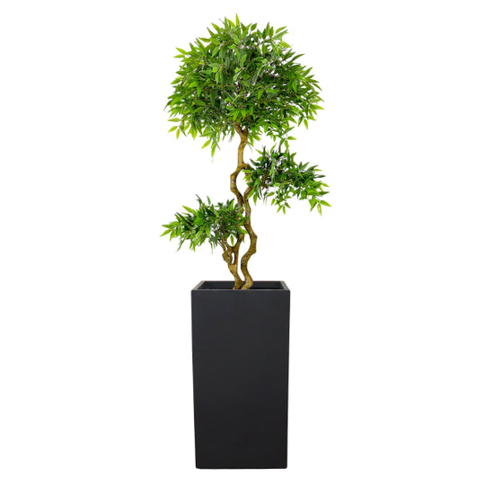 French Ficus 7.5ft - UV Protected