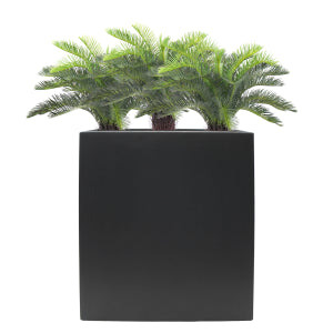 Cycas in Cora Fiber-clay Trough 5ft - UV Protected